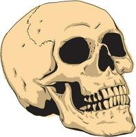 mano disegnato umano cranio vettore