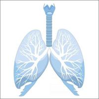 anatomia dei polmoni e dei bronchi umani. struttura dell'organo umano. segno medico vettore