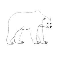 vettore Immagine mano disegno orso schema illustrazione