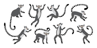 simpatici e divertenti lemuri dalla coda ad anelli. lemure esotiche catta. set di illustrazioni vettoriali in stile cartone animato e piatto isolato su sfondo bianco
