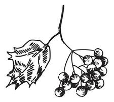 schema clipart di Viburnum ramoscello. scarabocchio di autunno raccolto. mano disegnato vettore illustrazione isolato su bianca sfondo.