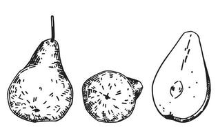 schema clipart impostato di pere frutta. scarabocchi di autunno giardino raccolto. mano disegnato vettore illustrazioni collezione isolato su bianca.