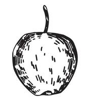 schema clipart di Mela frutta. scarabocchio di autunno giardino raccolto. mano disegnato vettore illustrazione isolato su bianca sfondo.