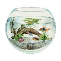 mano disegnato acquerello acquario pesce, alghe, palude legna nel il giro acquario. marino esotico subacqueo illustrazione. isolato su bianca sfondo. design per negozi, opuscolo, Stampa, carta, parete arte, tessile. vettore