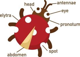 illustrazione del vocabolario di coccinella parte di body.vector vettore