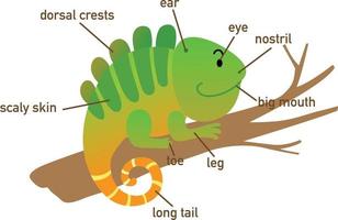illustrazione del vocabolario dell'iguana parte di body.vector vettore