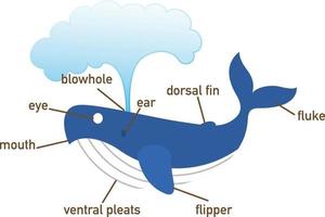 illustrazione del vocabolario della balena parte di body.vector vettore