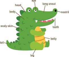 illustrazione del vocabolario del coccodrillo parte di body.vector vettore