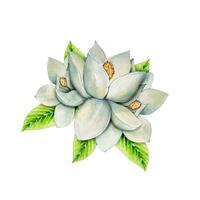 bianca magnolia fiori. acquerello illustrazione vettore