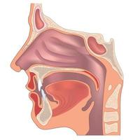 anatomia del naso e della gola. struttura dell'organo umano. segno medico