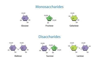monosaccaridi e disaccaridi scientifico vettore illustrazione