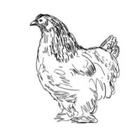 Brahma pollo o gallina lato Visualizza disegno vettore