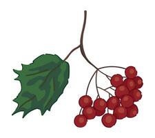 clipart di Viburnum ramoscello. scarabocchio di autunno raccolto. cartone animato vettore illustrazione isolato su bianca sfondo.