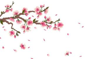 ciliegia fiorire ramo con caduta petali isolato su bianca. spazio per il tuo testo. vettore