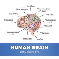 illustrazione vettoriale di composizione di anatomia del cervello umano