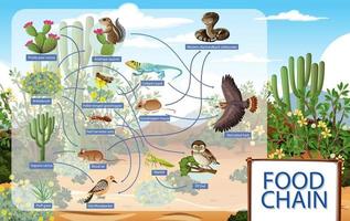 diagramma che mostra la catena alimentare degli animali del deserto vettore