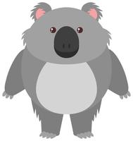 Orso di koala sveglio su priorità bassa bianca vettore