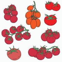 scarabocchiare a mano libera disegno di verdure di pomodoro. vettore