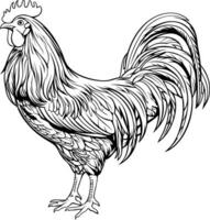 realistico Gallo vettore illustrazione