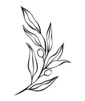 botanico linea illustrazione di oliva foglie, ramo per nozze invito e carte, logo disegno, ragnatela, sociale media e manifesti modello. elegante minimo stile floreale vettore isolato.