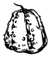 inchiostro schizzo di zucca verdura. mano disegnato vettore illustrazione di autunno stagione raccolto. retrò schema clipart isolato su bianca.