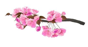 sakura ramo isolato su un' bianca sfondo. realistico grafica di rosa ciliegia fiori. vettore illustrazione di bellissimo fiori.