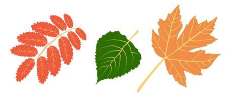 autunno dettagliato venato acero e noce foglie, foglia vena, nel autunno colori su un' bianca sfondo. vettore