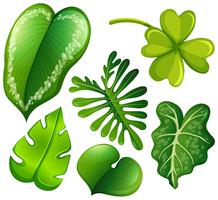Set di foglie verdi vettore