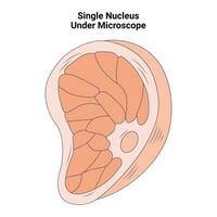 singolo nucleo sotto microscopio design vettore illustrazione