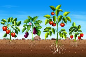 Set di diverse piante di frutta e verdura vettore