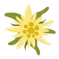 stella alpina fiore di montagna. illustrazione piatta. vettore
