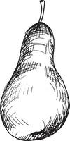 vettore grafico illustrazione di mano disegnato Pera. nero e bianca disegno di un' Pera
