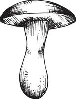 vettore disegno di nero e bianca grafico fungo, mano disegnato foresta fungo, medicinale pianta, Magia, tossico fungo