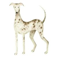 un' whippet cane. un' animale domestico cane. il cane da caccia cane è beige nel colore con macchie. un' levriero. acquerello illustrazione. isolato. per disegno, moda Stampa, magliette, cartoline, striscioni, etichette. vettore