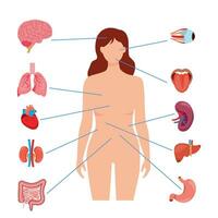 organo interno di anatomia umana con cervello, polmoni, intestino, cuore, rene, pancreas, milza, fegato e stomaco. illustrazione vettoriale isolato