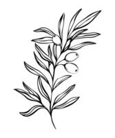 botanico linea illustrazione di oliva foglie, ramo per nozze invito e carte, logo disegno, ragnatela, sociale media e manifesti modello. elegante minimo stile floreale vettore isolato.