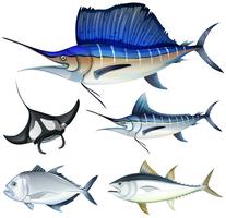 Diversi tipi di pesce vettore