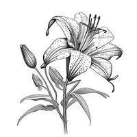 giglio fiori schizzo mano disegnato nel scarabocchio stile vettore illustrazione