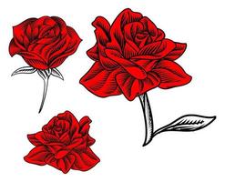 set di illustrazioni di rose in fiore per elemento logo vettore