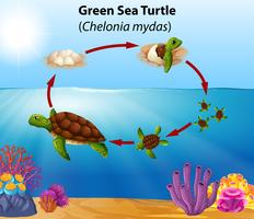 Ciclo di vita delle tartarughe marine verdi vettore