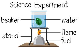 Esperimento scientifico con foglia di ebollizione vettore