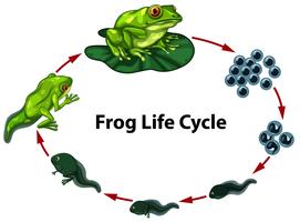 Digram del ciclo di vita delle rane vettore