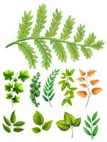 Diversi tipi di foglie vettore