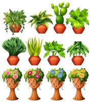 Set di piante in vaso vettore
