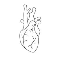 umano cuore anatomico ictus icona schema per ragnatela vettore
