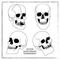 impostato di realistico umano teschi. mano disegnato vettore illustrazioni di inchiostro teschi per decorazione, design