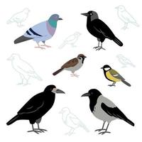 raccolta vettoriale di uccelli di città isolati su uno sfondo bianco