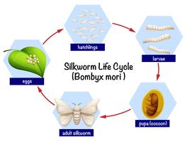 Schema del ciclo di vita del baco da seta vettore