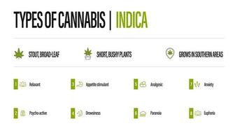 poster informativo bianco dei tipi di cannabis con infografica. indica vettore