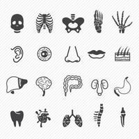 set di illustrazioni di icone di anatomia umana vettore